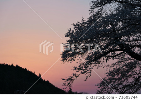 《岡山縣》大倉櫻花被指定為自然紀念館 73605744