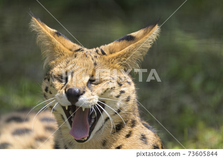 Selle Cat Selle Cat 73605844