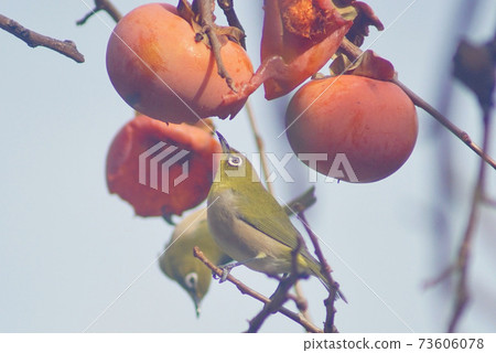 Persimmon fruit and white-eye, Shimotsucho, Kainan City, Wakayama Prefecture 73606078