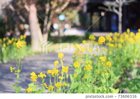 強姦開花 強姦開花 73606316