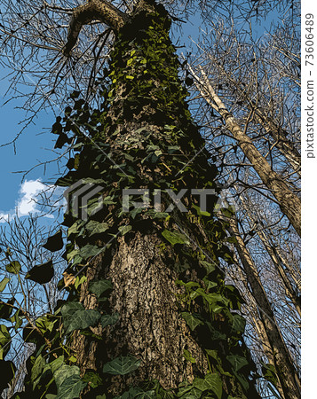Autumn landscape illustration with ivy entwined in a ginkgo tree 73606489