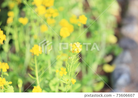 強姦開花 強姦開花 73606607
