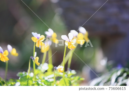 Viola flowers 73606615