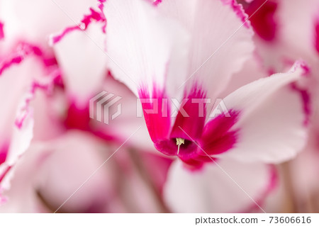 Red and white cyclamen, close-up 73606616