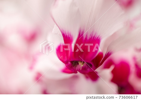 Red and white cyclamen, close-up 73606617