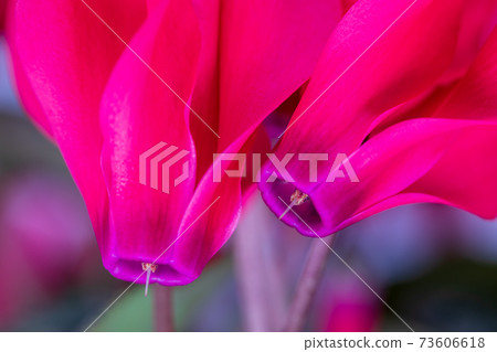 Red cyclamen, close-up 73606618