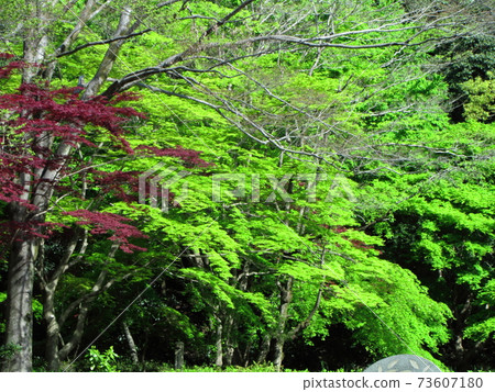 Green Moe 73607180