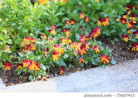 Viola flowers 73607453