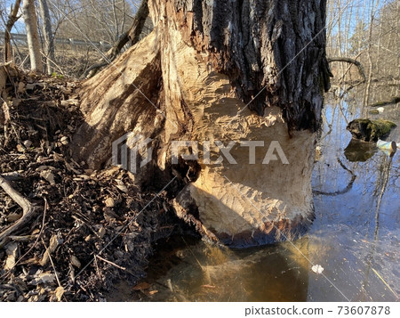 the tree is eaten by beavers, beavers damaged the tree to block the brook the tree is eaten by beavers, beavers damaged the tree to block the brook 73607878