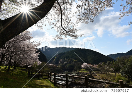 櫻花在Kawiyo公園 73607917