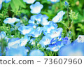 Nemophila in full bloom 73607960