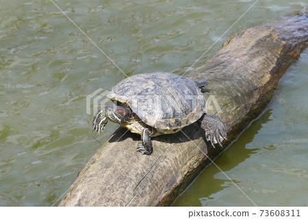 Turtle shellfish 73608311