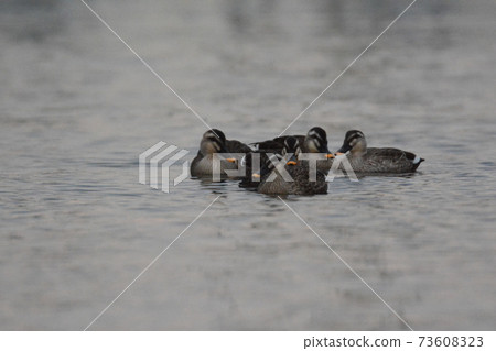 A herd of spot-billed ducks on the beach 73608323