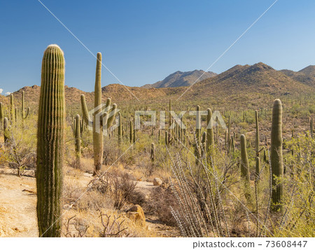 Sunny view of the Saguaro National Park 73608447
