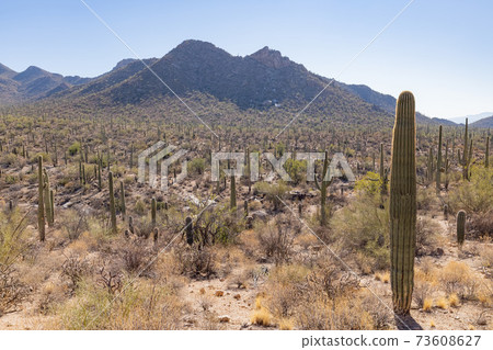 Sunny view of the Saguaro National Park Sunny view of the Saguaro National Park 73608627
