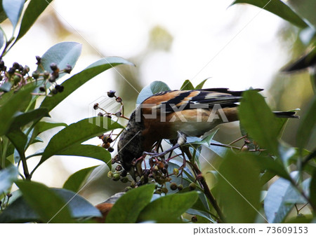 Brambling camphor tree fruit. Leftward 73609153