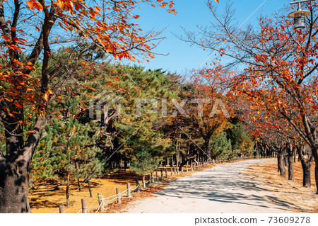 Pine tree and maple forest road at Andong Hahoe Folk Village in Andong, Korea Pine tree and maple forest road at Andong Hahoe Folk Village in Andong, Korea 73609278