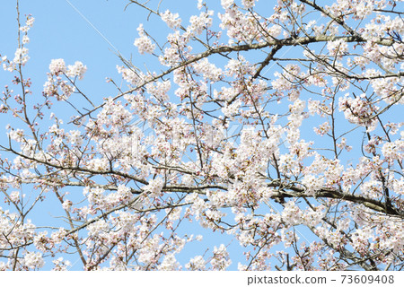 Cherry Blossoms   Cherry Blossoms   73609408