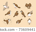 Sparrow pose 73609441