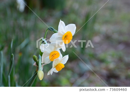 Japanese daffodil flowers Japanese daffodil flowers 73609460