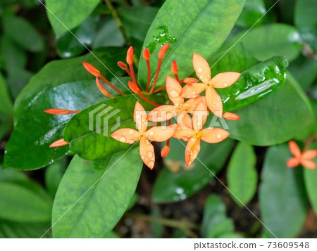 A flower with beautiful drops after the rain 73609548