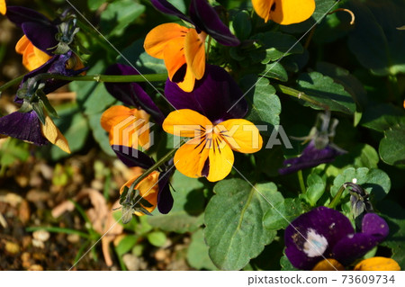 Spring pansy flowers 73609734