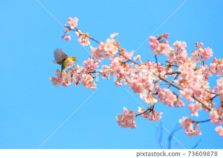 White-eye flapping its wings at the tip of a cherry tree White-eye flapping its wings at the tip of a cherry tree 73609878