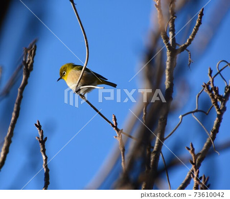 Japanese white-eye perching on a branch Japanese white-eye perching on a branch 73610042