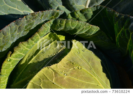 白菜葉田間 白菜葉田間 73610224