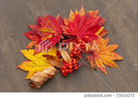 Autumn leaves of Hokkaido Autumn leaves of Hokkaido 73610273