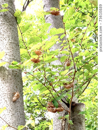 Summer tradition, cicada shells are dense Summer tradition, cicada shells are dense 73610889