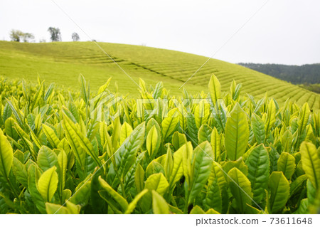 鹿兒島美麗的新茶葉 73611648
