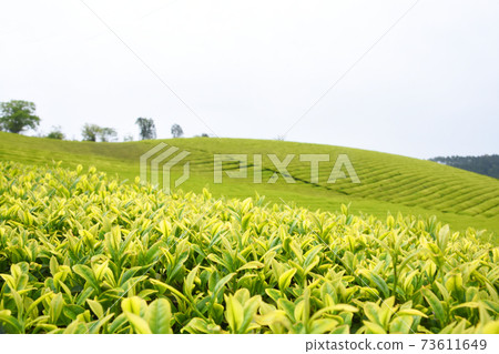 鹿兒島美麗的新茶葉 73611649