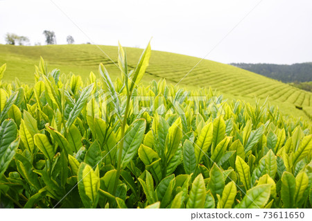 鹿兒島美麗的新茶葉 鹿兒島美麗的新茶葉 73611650