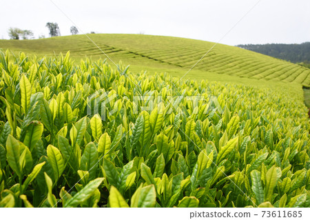 鹿兒島美麗的茶園 73611685