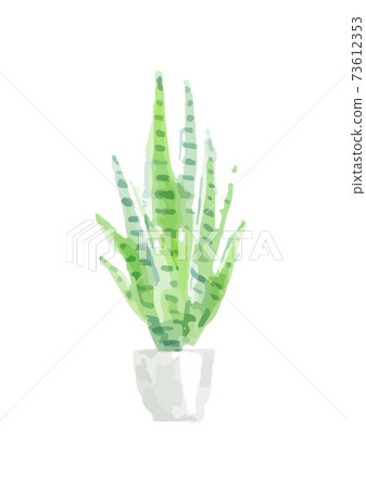Foliage plant  73612353