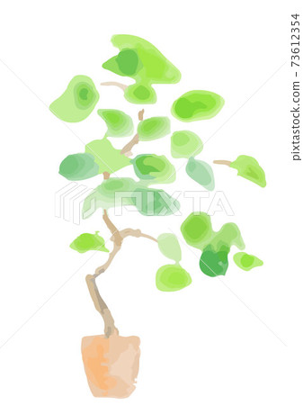 Foliage plant  73612354