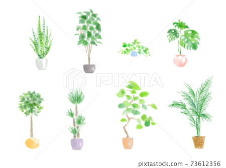 各種觀葉植物套裝 73612356