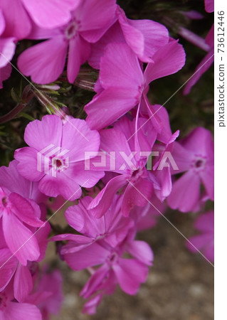 Moss phlox Moss phlox 73612446