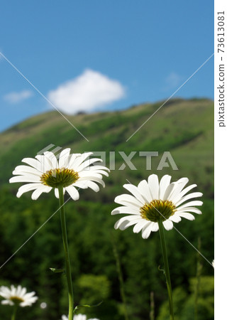 法國菊和山景 法國菊和山景 73613081