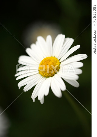 Oxeye daisy up Oxeye daisy up 73613085
