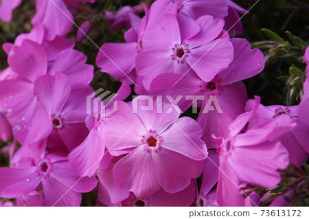 薄荷櫻桃樹 73613172