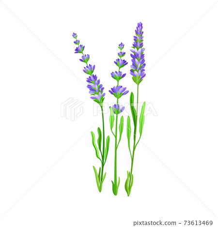 Flower Stem or Stalk with Blue Florets as Meadow or Field Plant Vector Illustration Flower Stem or Stalk with Blue Florets as Meadow or Field Plant Vector Illustration 73613469