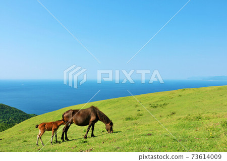 Miyazaki Prefecture Aoi Tooi 73614009