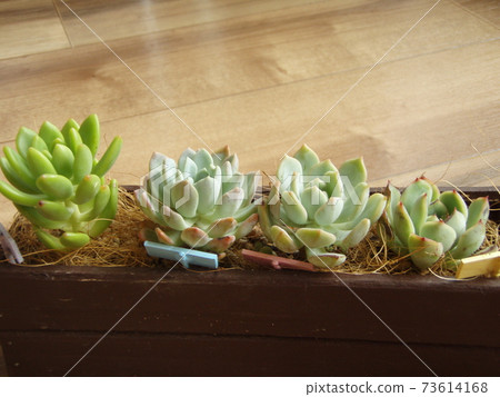 多汁的種植 73614168
