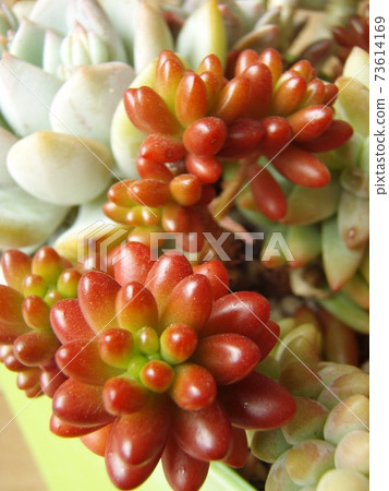 多汁的彩虹球 多汁的彩虹球 73614169