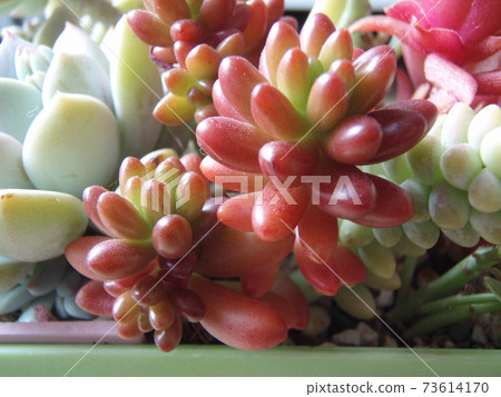 多汁的彩虹球 多汁的彩虹球 73614170