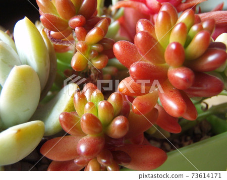 多汁的彩虹球 多汁的彩虹球 73614171