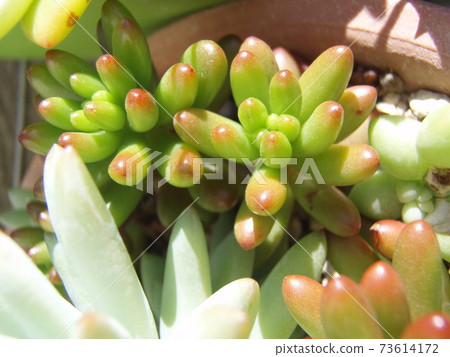 多汁的彩虹球 多汁的彩虹球 73614172
