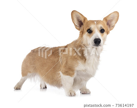 young Pembroke Welsh Corgi 73614197